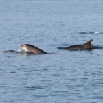 ver delfines en malaga