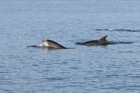 ver delfines en malaga